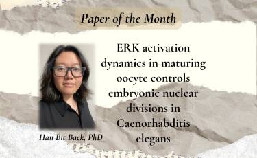 August’s Paper of the Month reveals how the RAS/ERK pathway orchestrates the opening notes of life