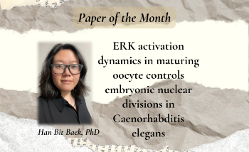 August’s Paper of the Month reveals how the RAS/ERK pathway orchestrates the opening notes of life