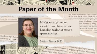 June’s Paper of the Month: Unraveling the function of MutSgamma during meiotic chromosomal segregation