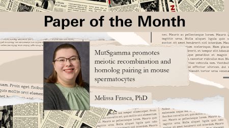 June’s Paper of the Month: Unraveling the function of MutSgamma during meiotic chromosomal segregation
