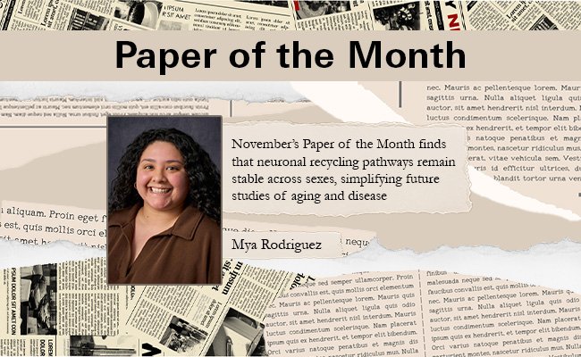 November’s Paper of the Month finds that neuronal recycling pathways remain stable across sexes, simplifying future studies of aging and disease.