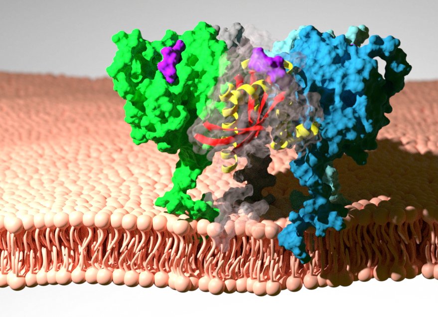 Biochemistry and Cell Biology program renamed Molecular and Translational Biology