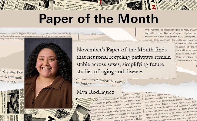 November’s Paper of the Month finds that neuronal recycling pathways remain stable across sexes, simplifying future studies of aging and disease.