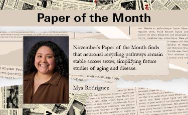 November’s Paper of the Month finds that neuronal recycling pathways remain stable across sexes, simplifying future studies of aging and disease.