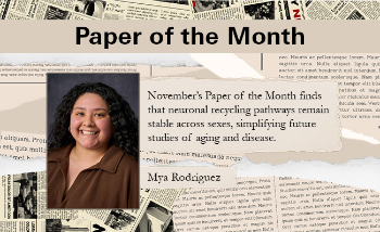 November’s Paper of the Month finds that neuronal recycling pathways remain stable across sexes, simplifying future studies of aging and disease.